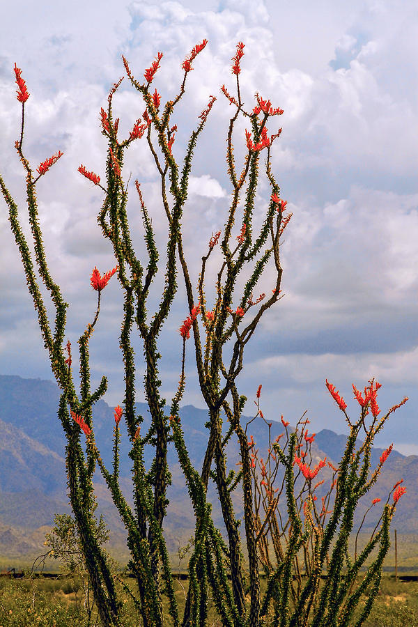 Ocotillo Blooming Under Cloudy Skies Photograph by Bonnie Follett