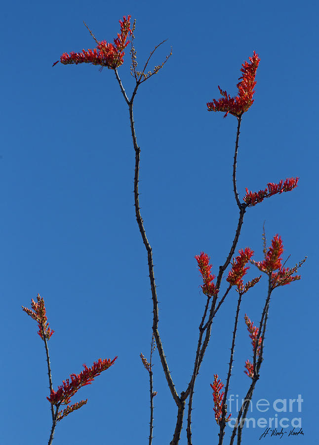 Ocotillo Blossoms-Signed-#3041 Photograph by J L Woody Wooden