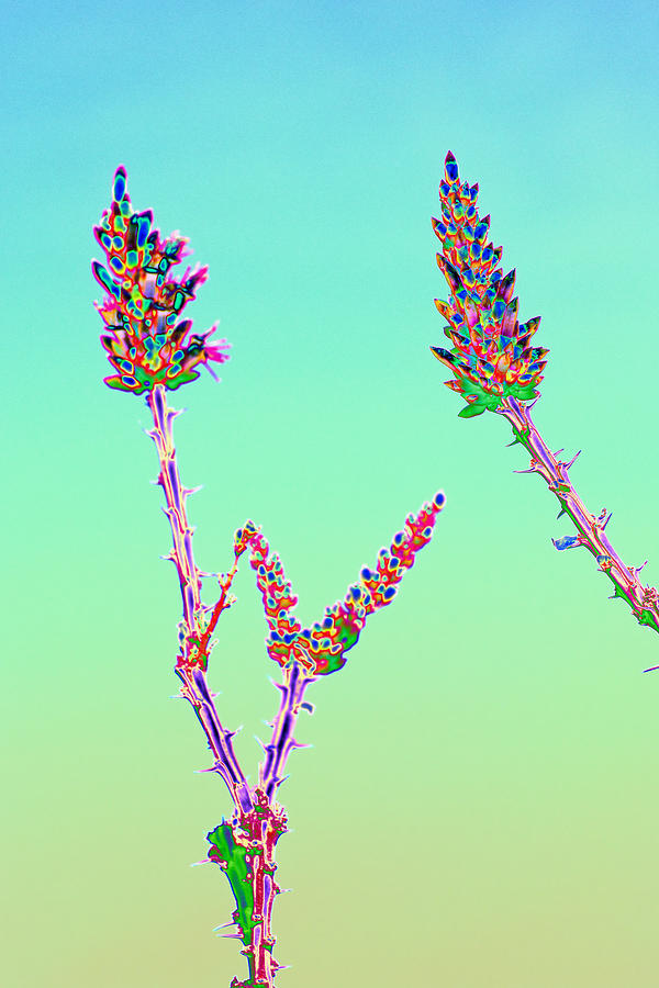 Ocotillo Blossums After too much Tequila Photograph by Richard Henne