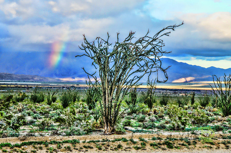 Ocotillo Cactus Rainbow Digital Art by Daniel Hebard