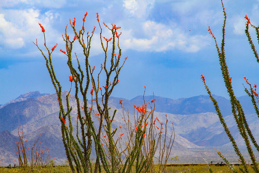 Ocotillo Cactus with Mountains and Sky Photograph by Bonnie Follett