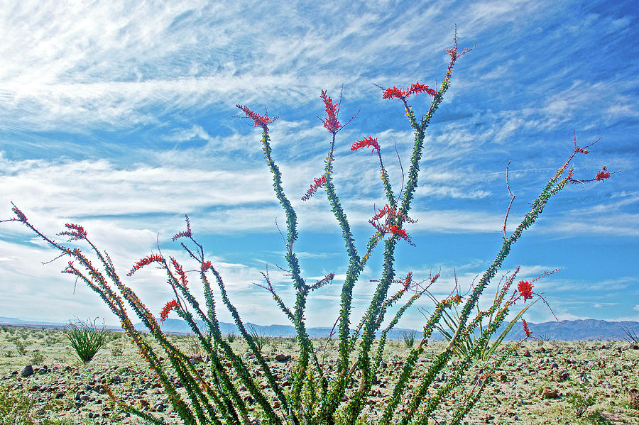 Ocotillo in Anza-Borrego State Park-California  Photograph by Ruth Hager