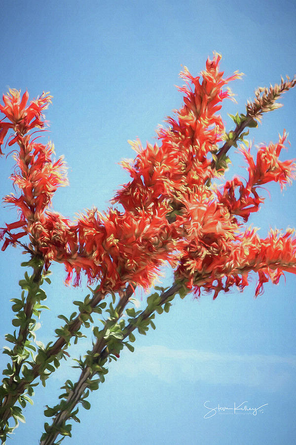 Ocotillo in Bloom by Steve Kelley Ocotillo in Bloom by Steve Kelley