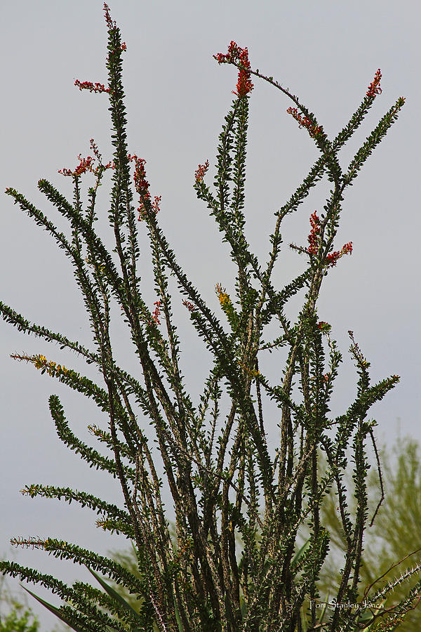 Ocotillo In Bloom Photograph by Tom Janca
