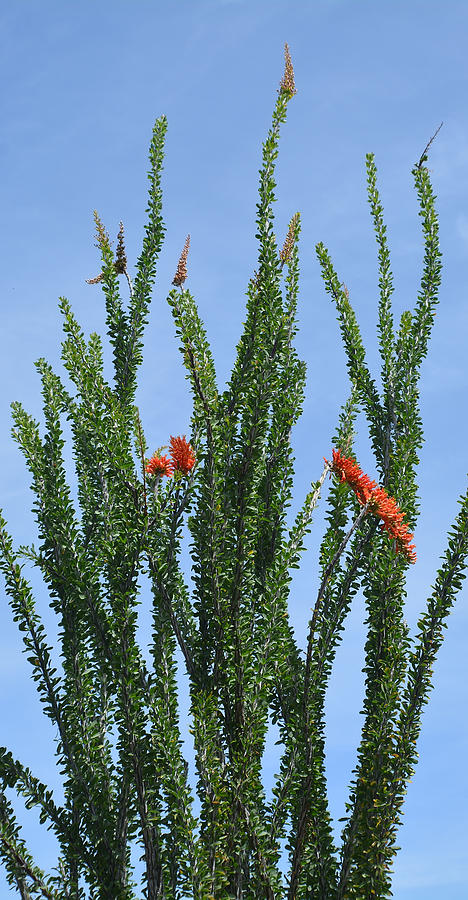 Ocotillo Plant  Photograph by Aimee L Maher ALM GALLERY