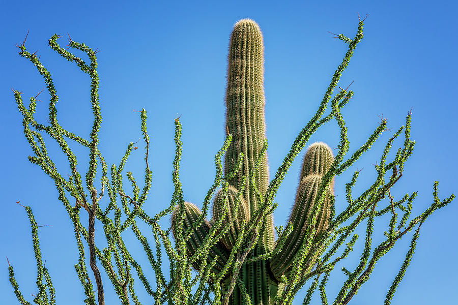 Ocotillo Saguaro Photograph by Kelley King