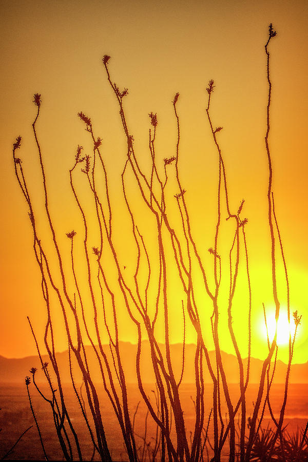 Ocotillo Sunset Photograph by Diana Powell