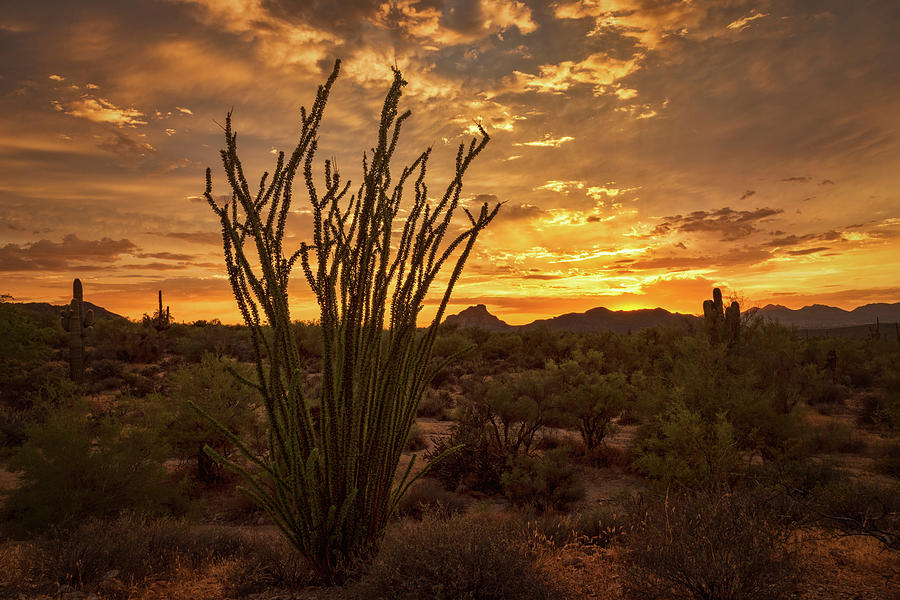 Ocotillo Sunset in the Sonoran  Photograph by Saija Lehtonen