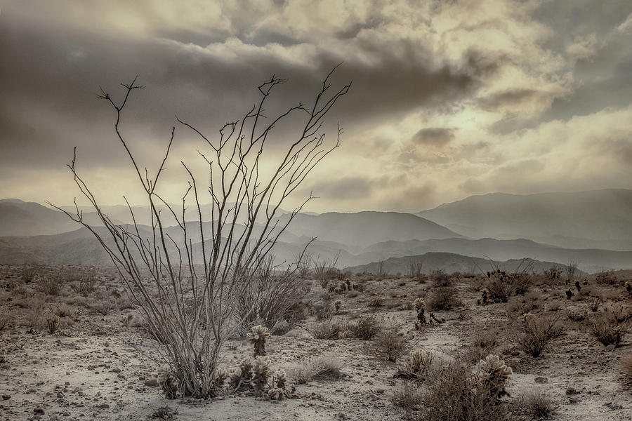 San Diego Photograph - Ocotillo with Storm Clouds by Joseph Smith