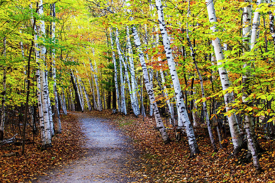 October Birch Forest Photograph by Mircea Costina Photography