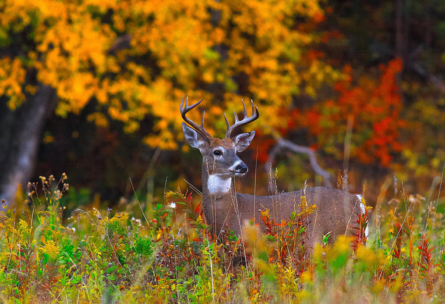 Deer Photograph - October Charm by Kadek Susanto