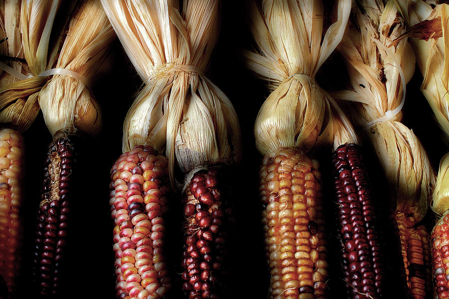 October Corn Photograph by Michael Eingle
