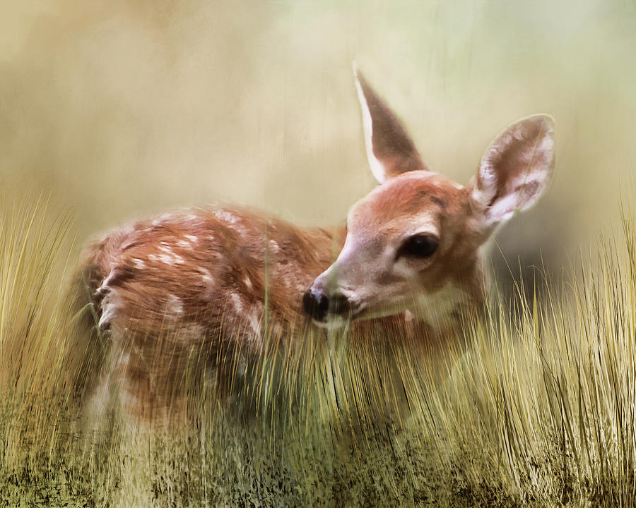 October Fawn Photograph by TnBackroadsPhotos