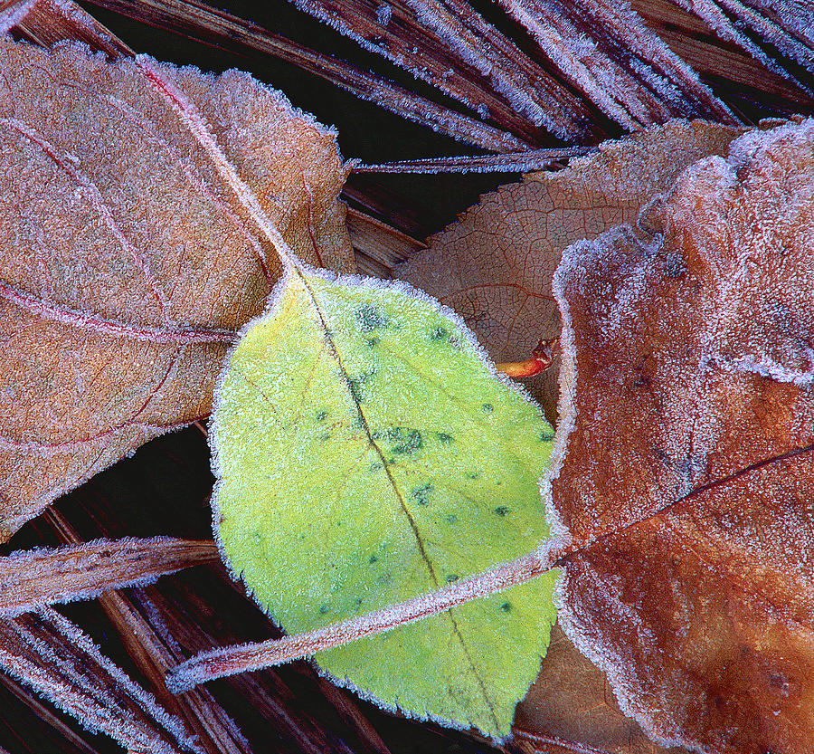 First Frost Photograph - October Frosting by Bill Morgenstern