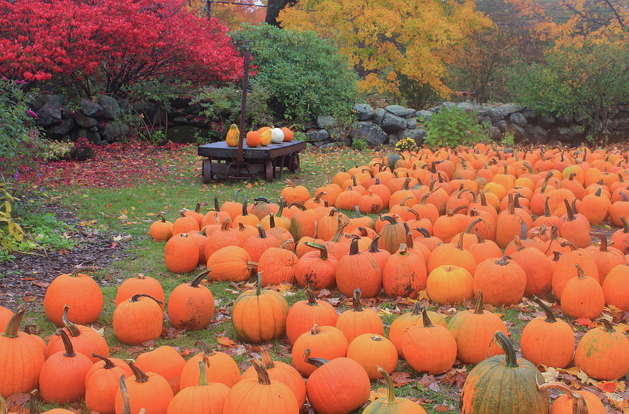 October Harvest Photograph by John Burk