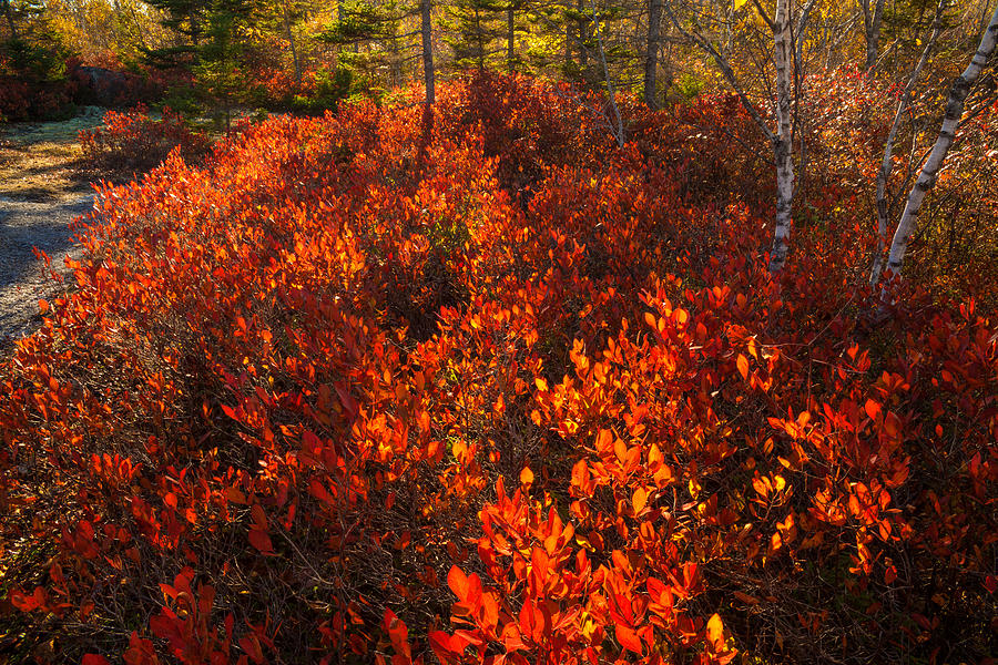 October Huckleberry Barren  Photograph by Irwin Barrett