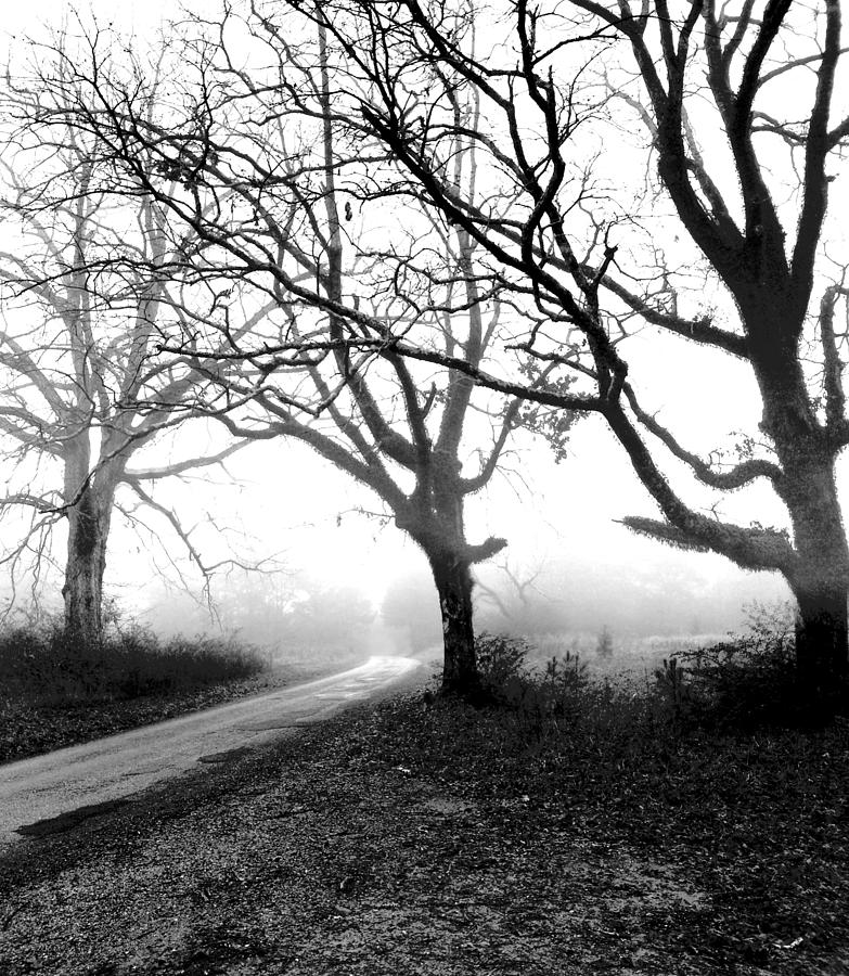 Tree Photograph - October Mist by Little Bunny Sunshine