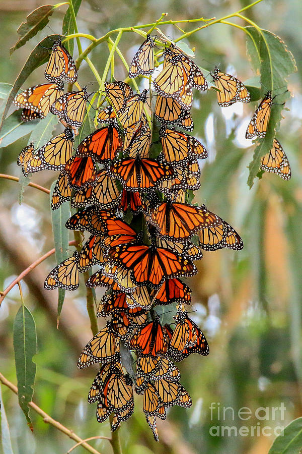 Butterfly Photograph - October Monarchs by Craig Corwin