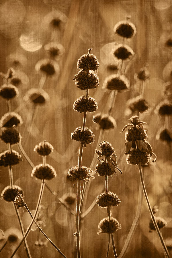 Weeds Photograph - October Morning Tint by Theo OConnor