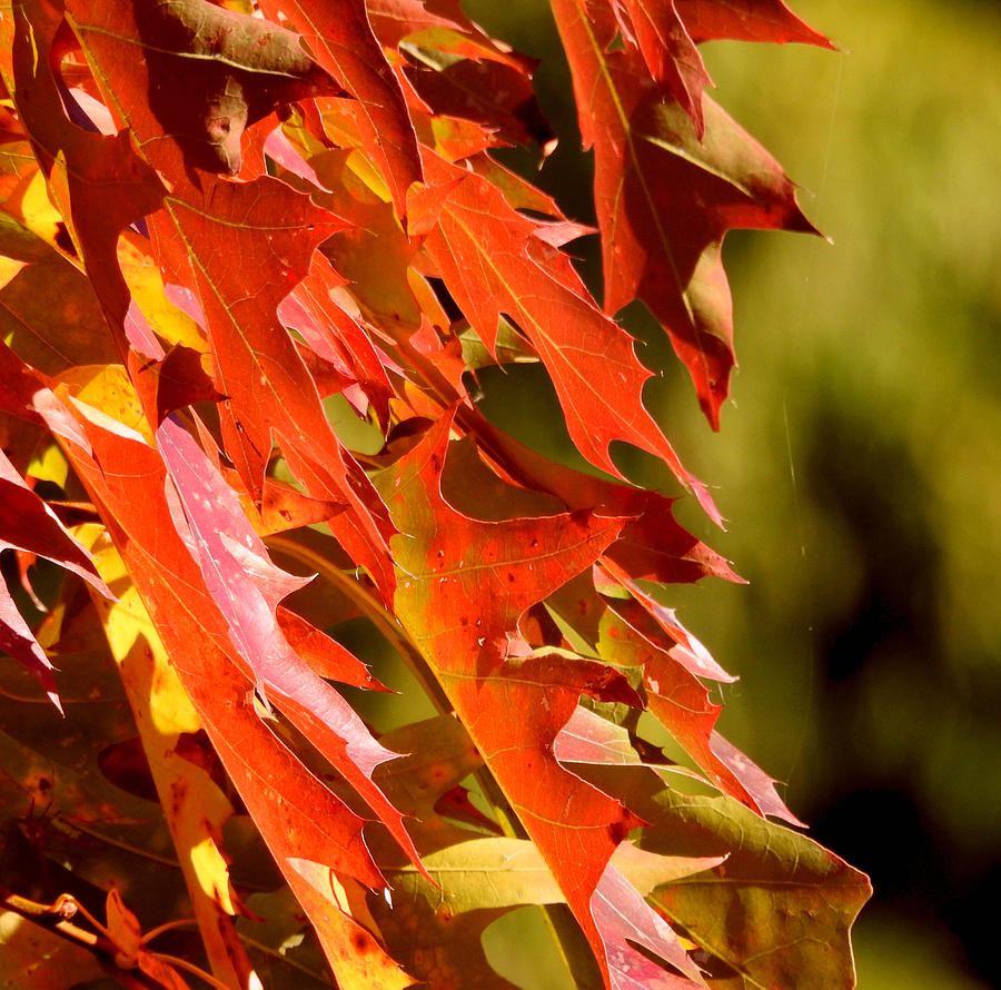 Fall Photograph - October Oak Leaves by Brian Chase