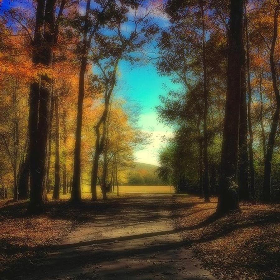 Tree Photograph - October Path by Steven Gordon