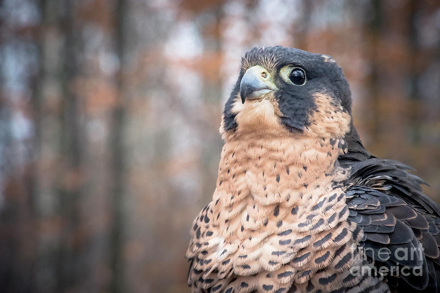 October Peregrine Photograph by Angie Rea