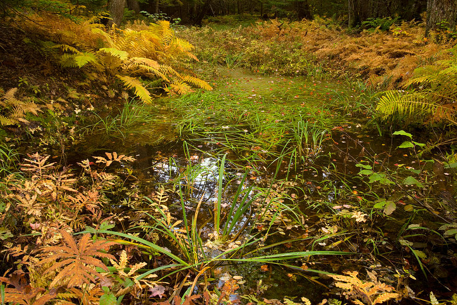 October Pond #1 Photograph by Irwin Barrett