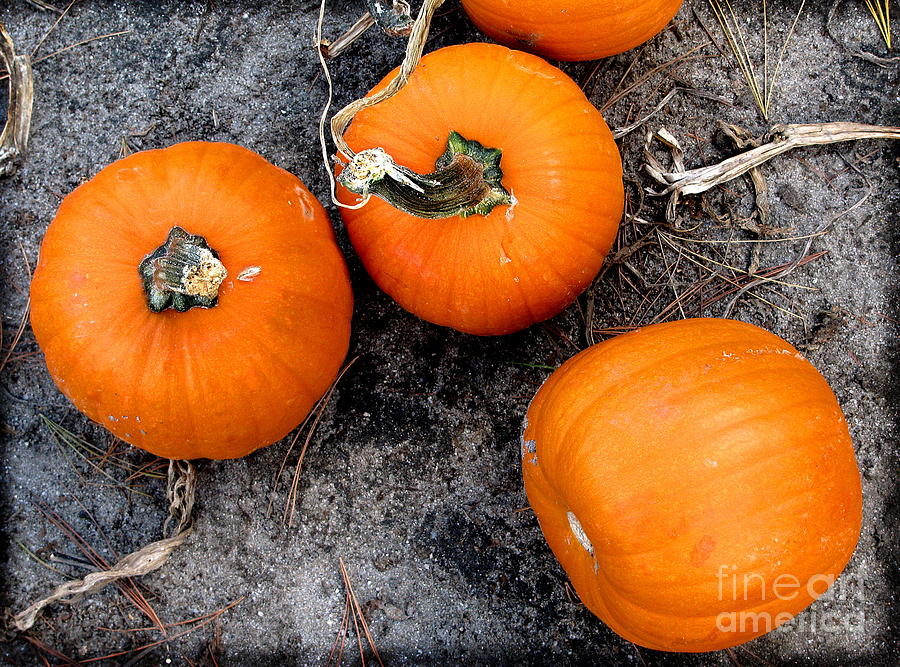 October Pumpkins Photograph by Colleen Kammerer