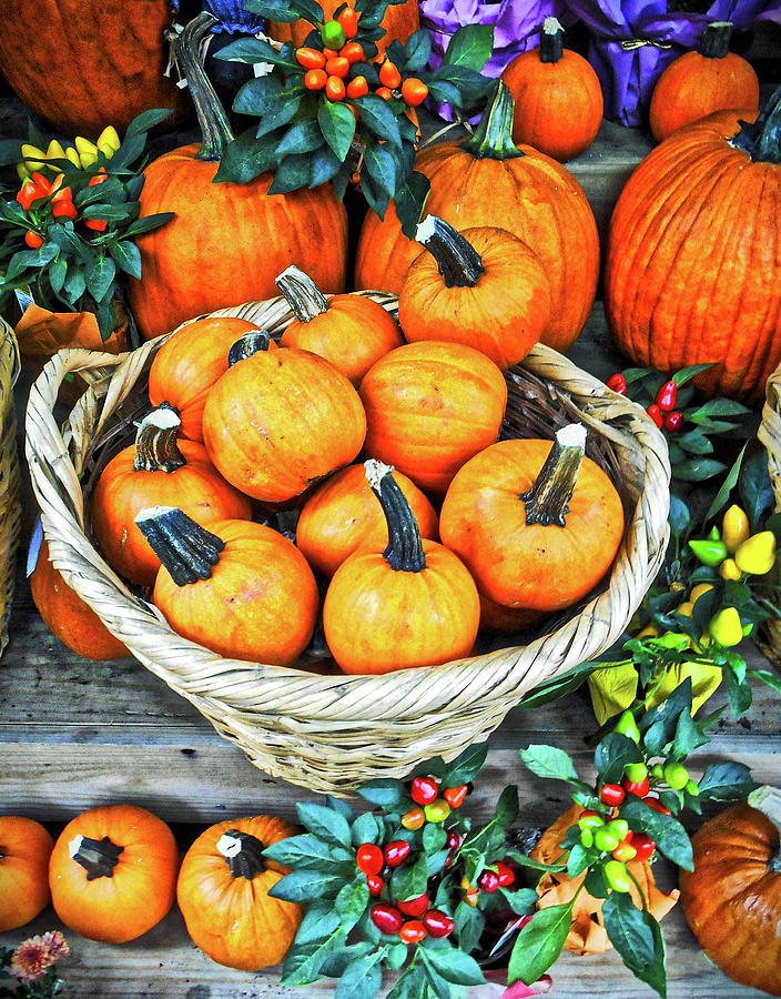 Still Life Photograph - October Pumpkins by Joan Reese