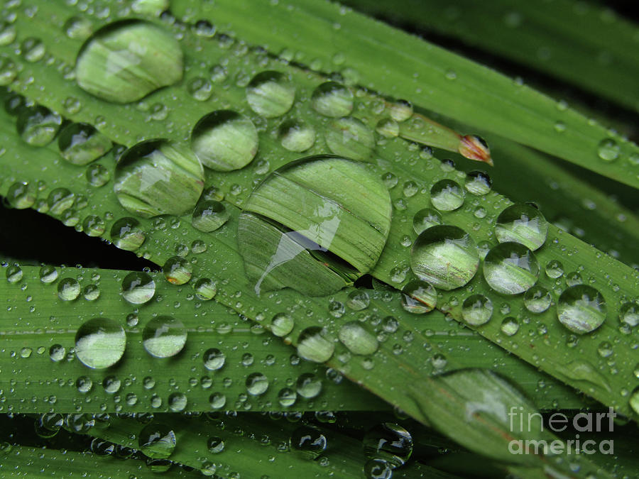 Drops Of Rain Photograph by Kim Tran