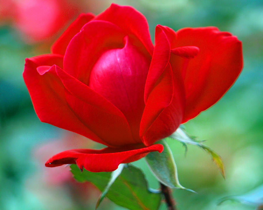 Rose Painting - October Red by Kim Rose Painting - October Red by Kim