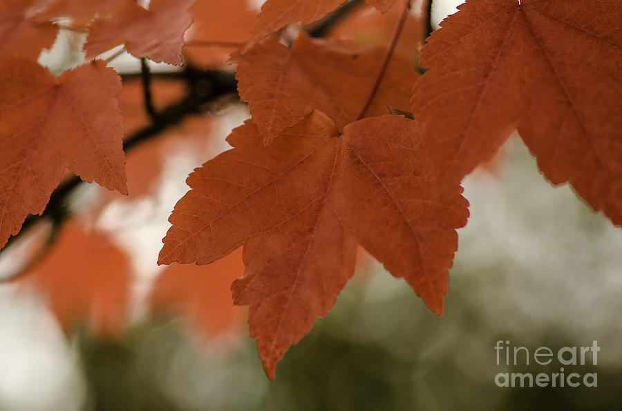 October Red Photograph by Nick Boren
