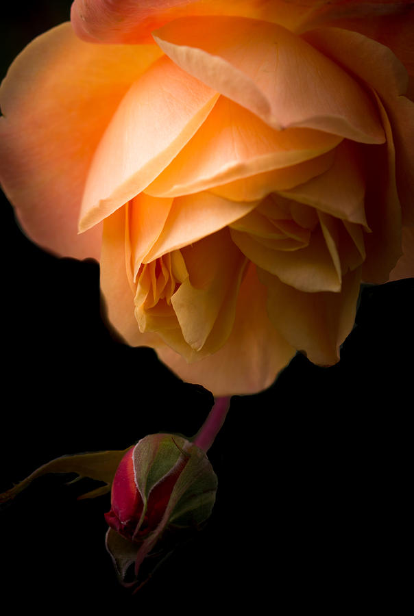 October Rose Photograph by Cathy Donohoue