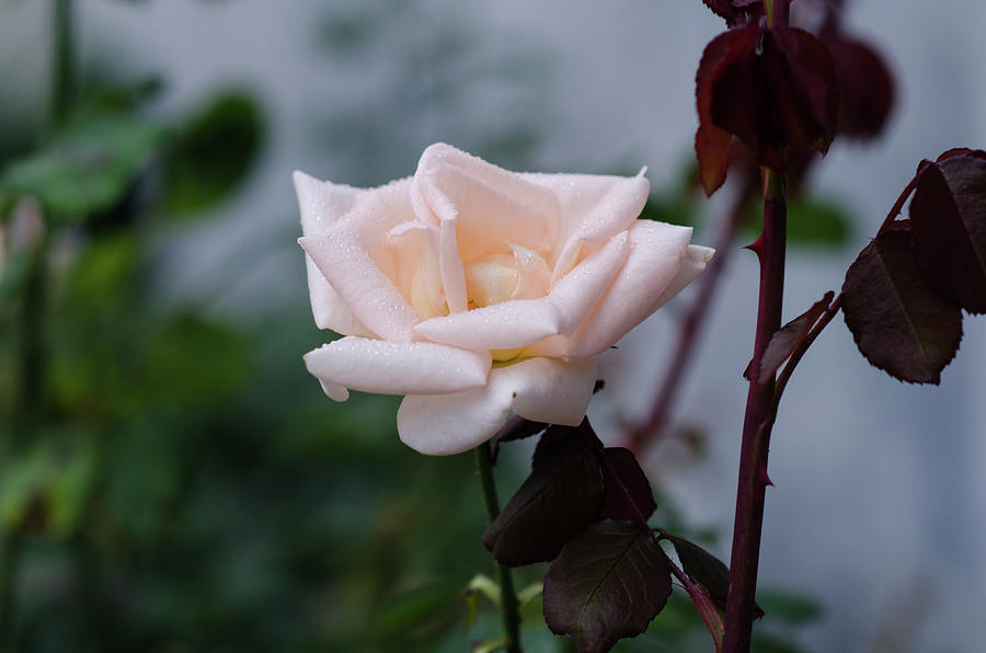 October Rose Photograph by Miguel Winterpacht