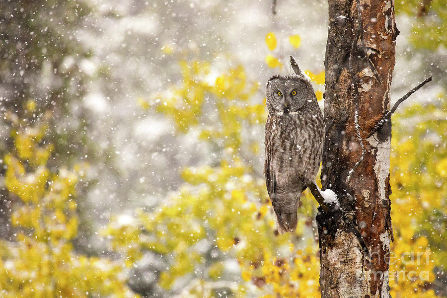 October Snow Photograph by Aaron Whittemore