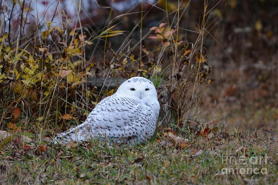 October Snowy Owl Photograph by Sandra Updyke