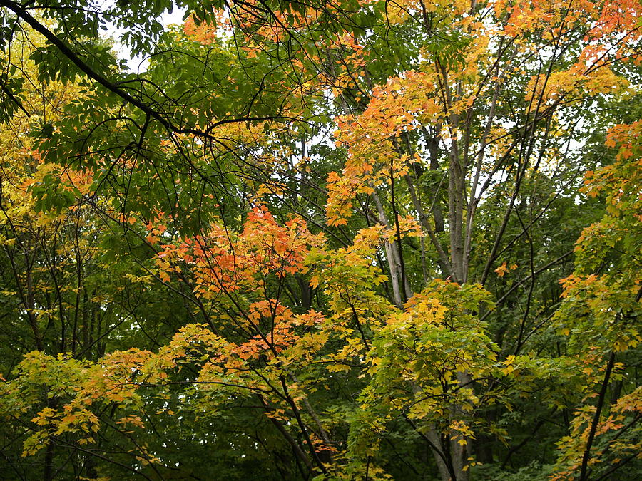 Fall Photograph - October Trees by Denise Irving