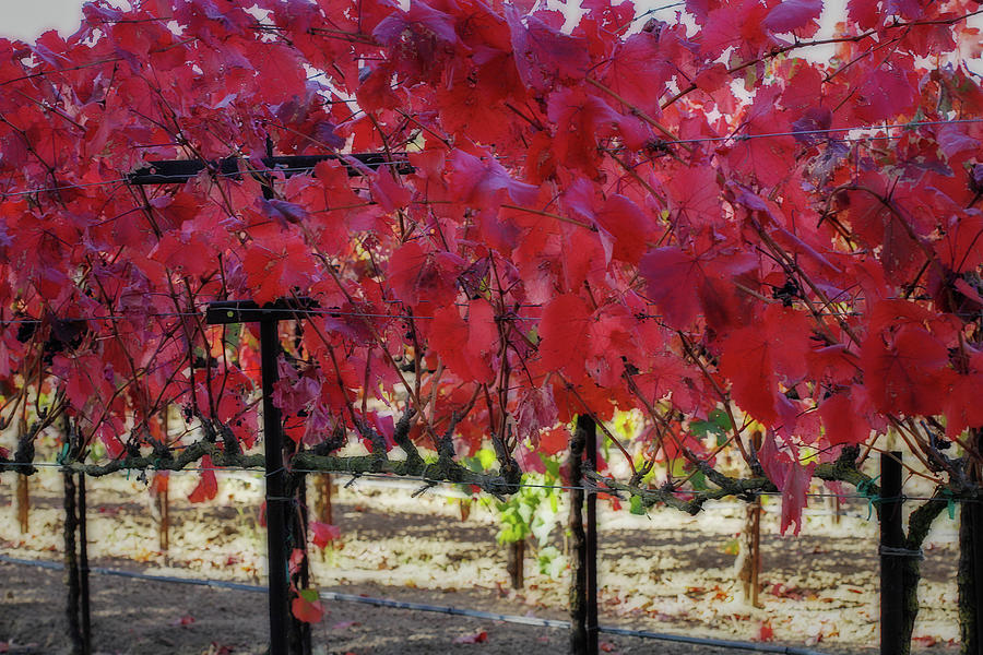 October Vines Digital Art by Terry Davis