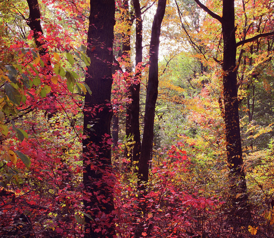 October Woodland Photograph by Jessica Jenney