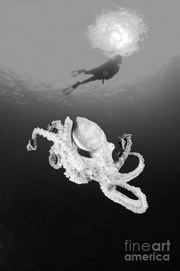 Octopus and Diver - BW Photograph by Dave Fleetham - Printscapes