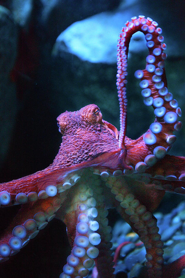 really big odell octopus