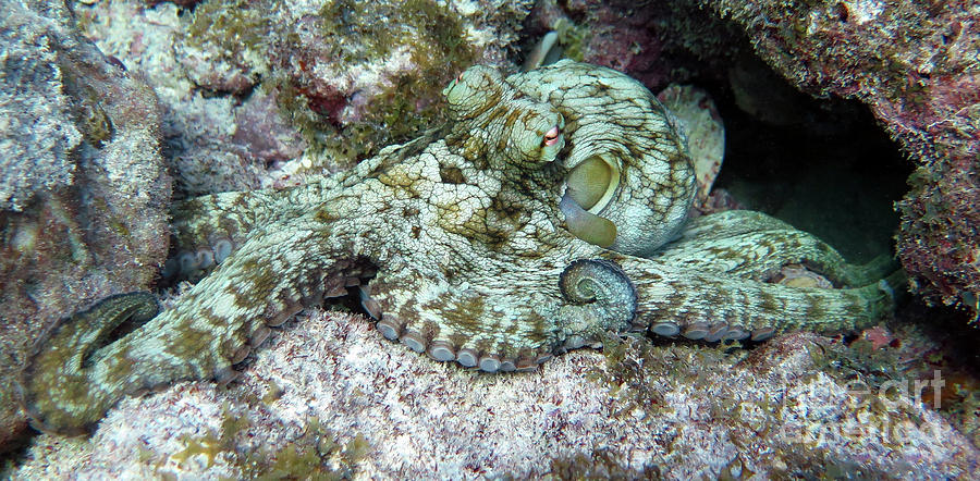 Octopus Photograph by Daryl Duda