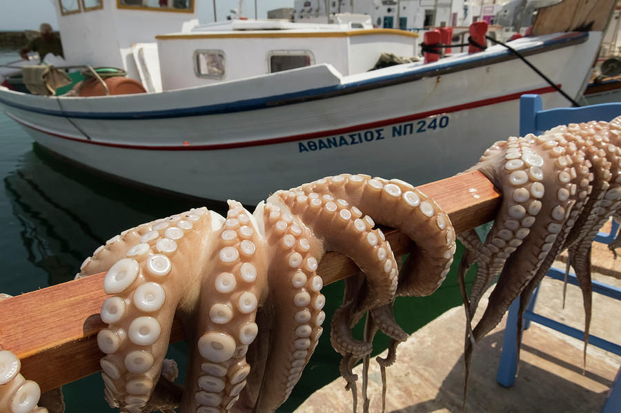 Octopus Drying in Greece Photograph by Thomas Roy - Fine Art America