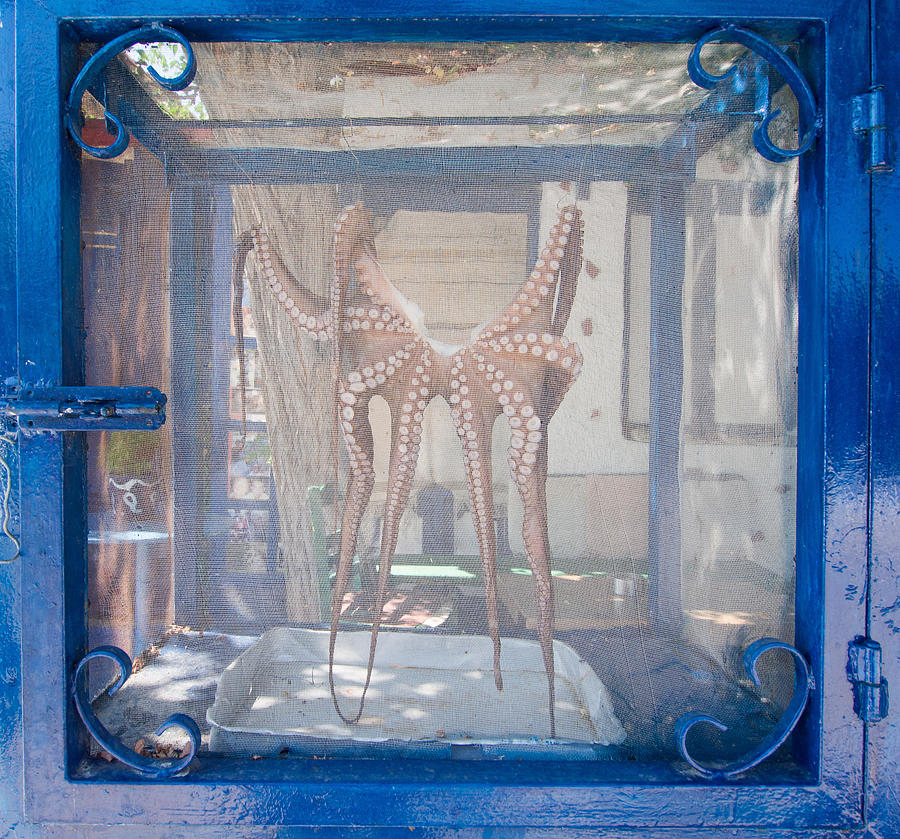 Octopus Drying  Photograph by Roy Pedersen