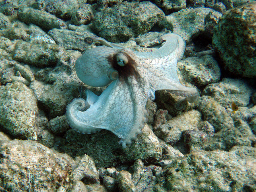 Octopus  Photograph by Ed Meredith
