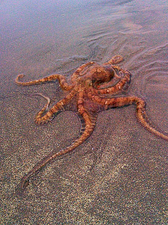 Octopus Photograph