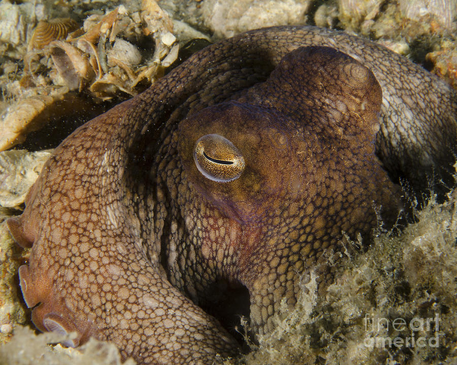 Octopus Head, West Palm Beach, Florida Photograph by Brent Barnes