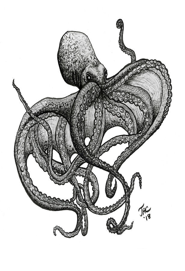 Octopus Drawing by Jennifer Creech