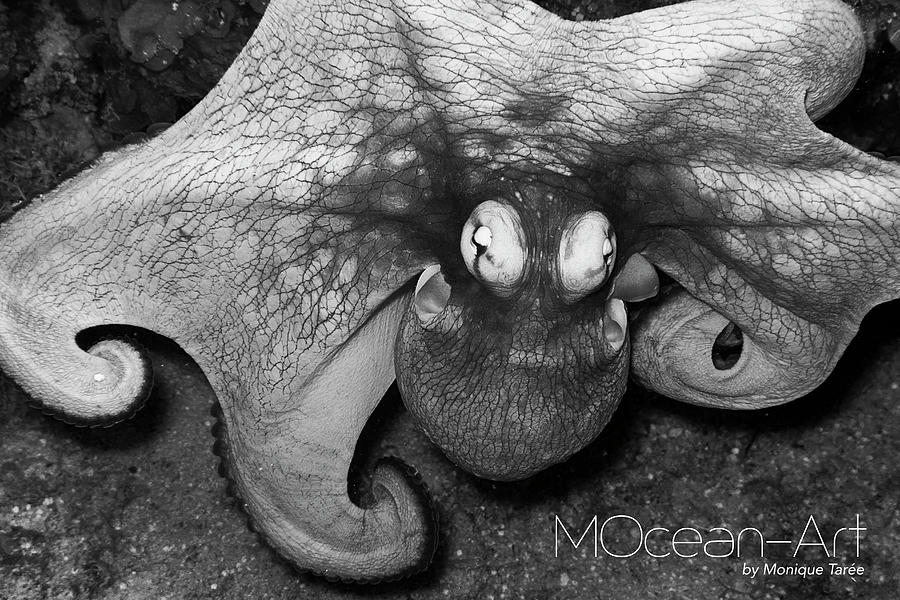 Octopus Photograph - Octopus by Monique Taree