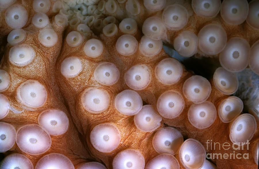 Octopus Octopus Cyanea Photograph by Gerard Lacz